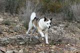 AKITA AMERICAIN 313